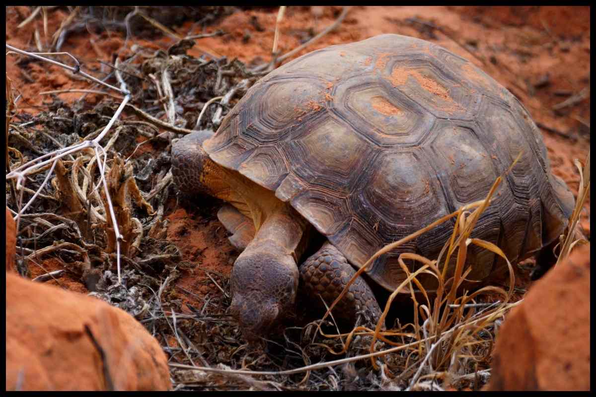 desert tortoise eating