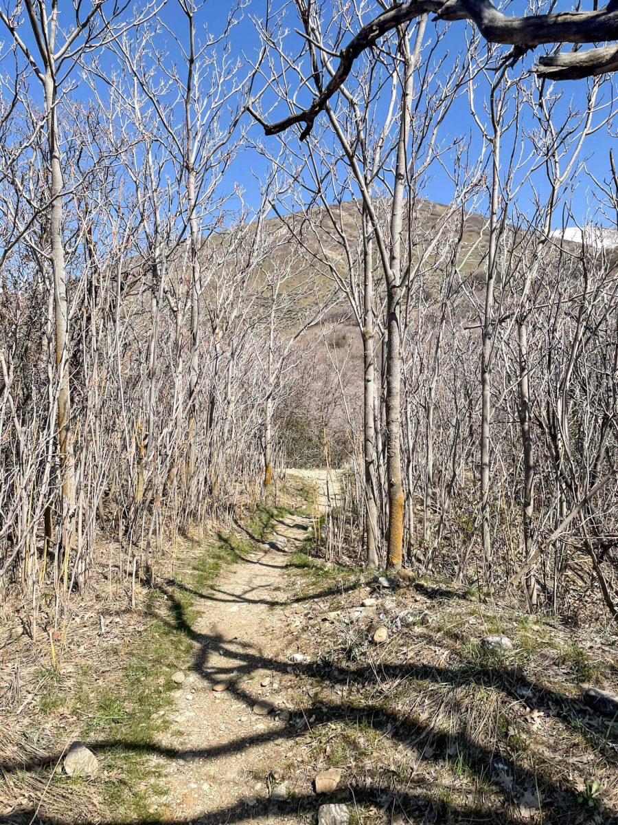 Farmington Creek Trail - Lower Section 08 